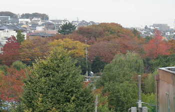 菊名池プールの紅葉