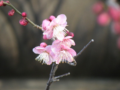 梅　開花
