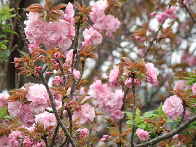 菊名池　八重桜