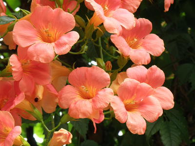 今朝の花