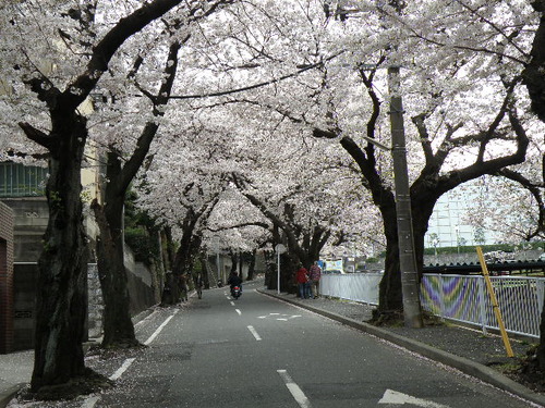 菊名池　武相高桜道