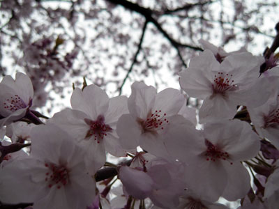 桜に想うこと