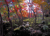 箱根の紅葉を見に