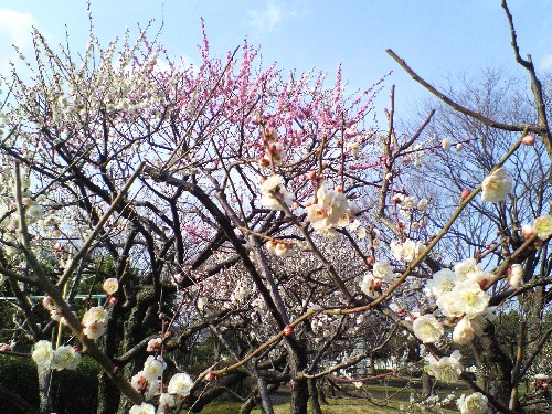 金井公園（栄区）