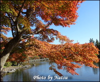 国営昭和記念公園（２）