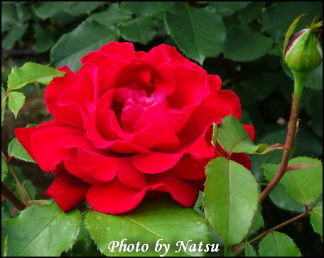 バラの花