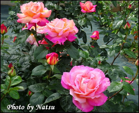 バラの花