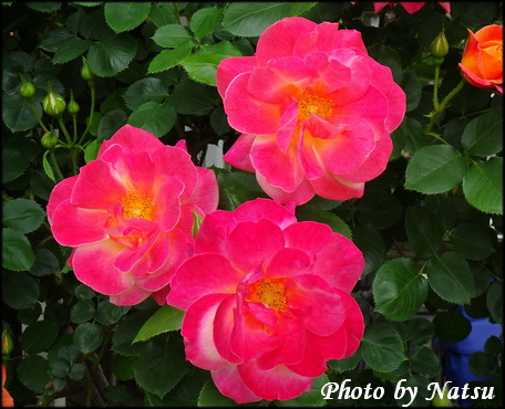 バラの花