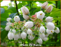 ブルーベリーの花