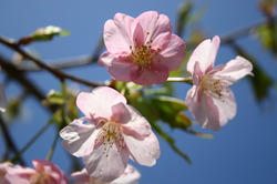 桜の咲が咲きました