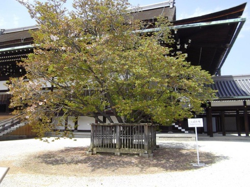 京都御所の左近の桜by二へドン