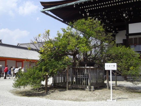 京都御所の右近の橘by二へドン