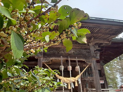 拝殿のあうんはかなき花のとき