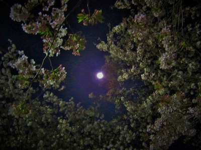 月照らす桜下に人の無かりけり