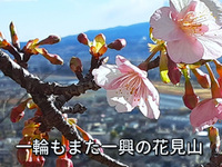 一輪もまた一興の花見山