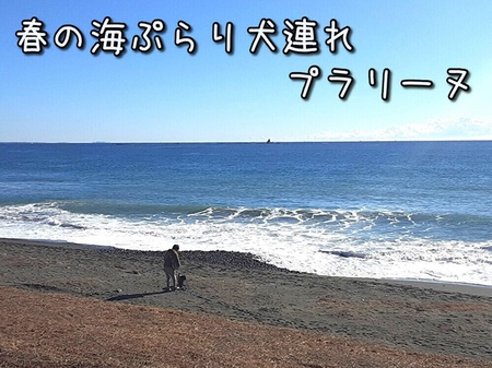 春の海ぷらり犬連れプラリーヌ