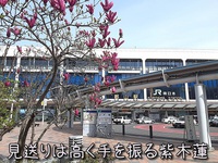 見送りは高く手を振る紫木蓮