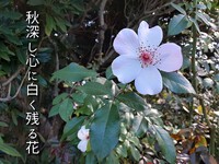 秋深し心に白く残る花