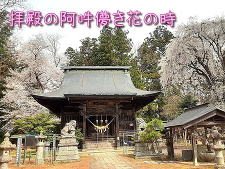 拝殿のあうんはかなき花のとき