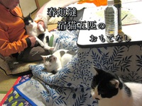 春炬燵宿猫五匹のおもてなし