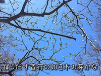 踊りだす音符の如き木の芽かな