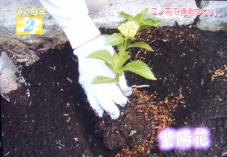 ２位　江ノ電