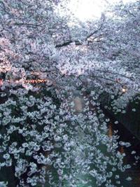 桜満開　～　中目黒　目黒川沿い　～