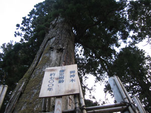 戸隠神社の御神木