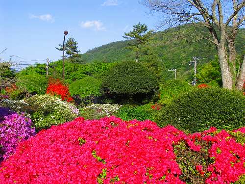 つつじ開花情報（５/６）