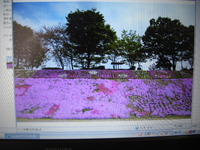芝桜