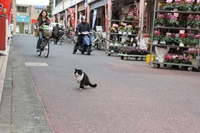 101220　商店街の濱猫