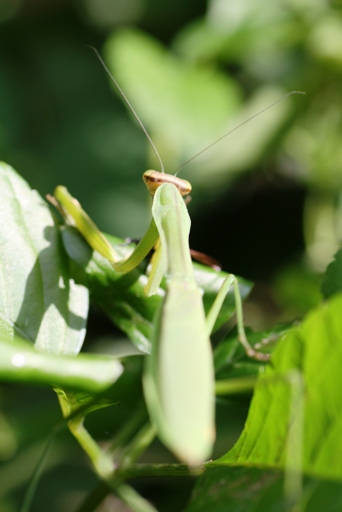 090907　カマキリの捕食