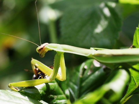 090907　カマキリの捕食