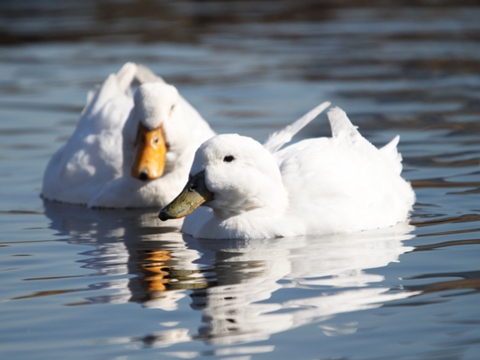 100128　Aｆｌac