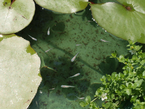 めだか池、夏の水温