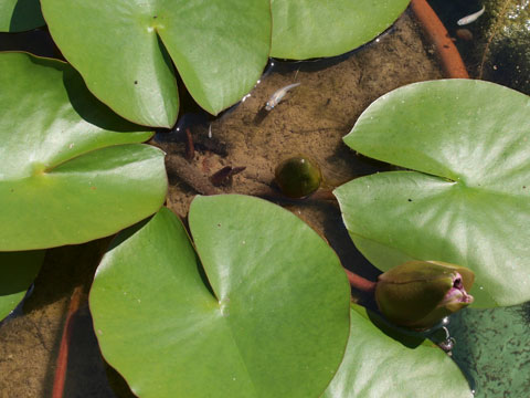 めだか池、夏の水温