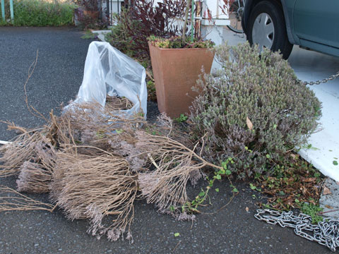 小さな庭と めだかのいる暮らし 庭 地植え