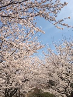 SAKURA