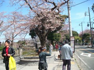 春の横浜ラン♪