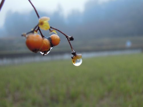 朝のお散歩より。。。