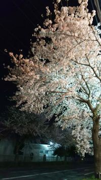 夜のお散歩より。。。秦野の桜～ 2021/03/30 05:34:08