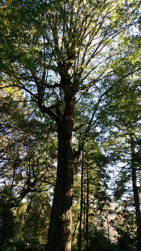 ちょっと長めの階段、いい運動になります！。。。三嶋神社(大井町)