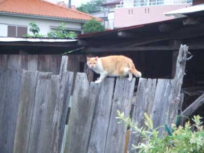 ヒゲ姉の塀渡り