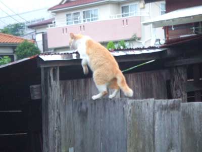 ヒゲ姉の塀渡り