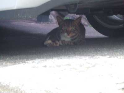 車の下の猫