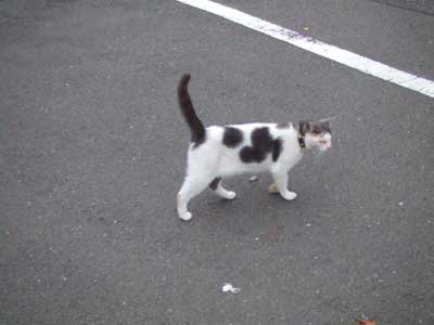 やっぱり猫牛はおもしろい！　３／３