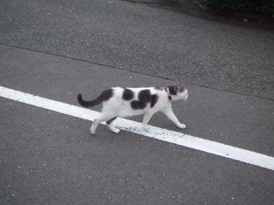 やっぱり猫牛はおもしろい！　３／３