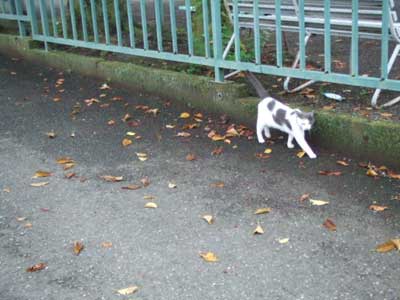 やっぱり猫牛はおもしろい！　３／３