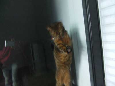 恥ずかしがる　猫牛