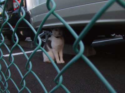 恥ずかしがる　猫牛